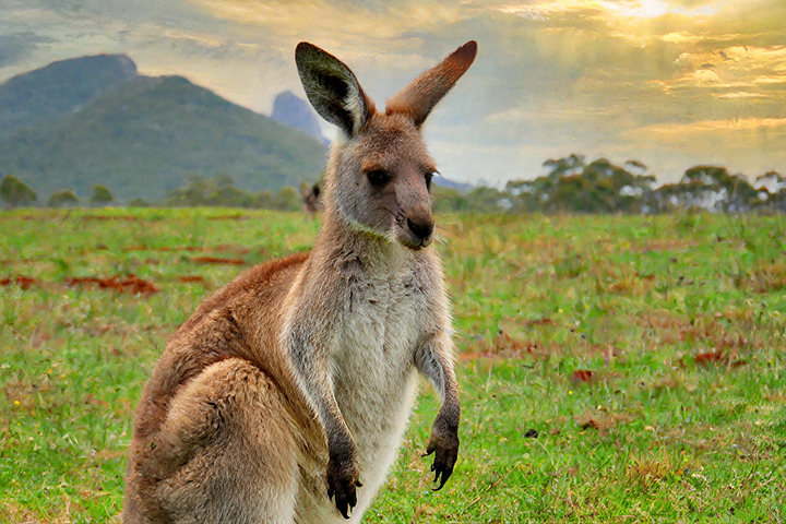 Australia