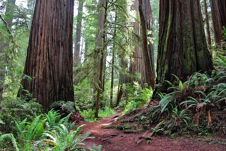 Redwood Forest