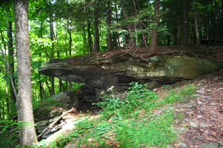 Deleware Forest