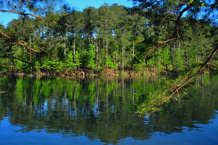Siera National Forest
