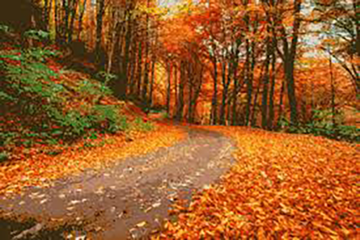Daniel Boone National Forest